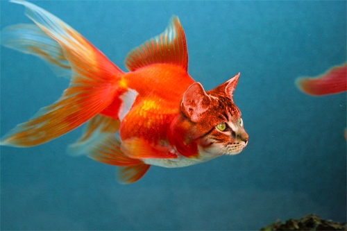 Creation of Catfish: Step 8